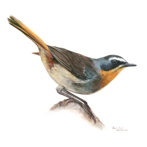 Cape Robin Chat